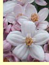 Дейция шершавая (Deutzia) Дейция шершавая (Deutzia)